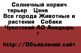 Солнечный норвич терьер › Цена ­ 35 000 - Все города Животные и растения » Собаки   . Чукотский АО,Анадырь г.